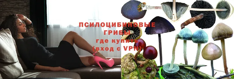 shop официальный сайт  закладки  Бирск  Псилоцибиновые грибы Psilocybe 